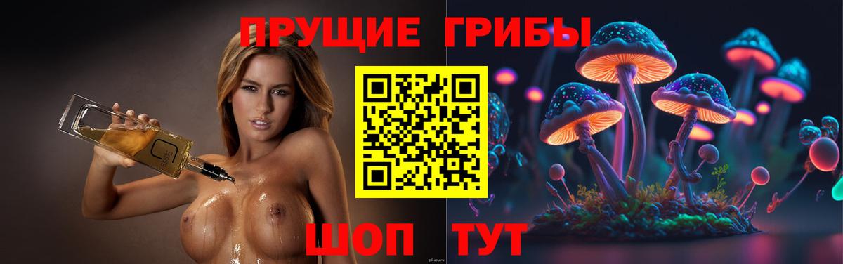 Псилоцибиновые грибы Psilocybe Шахты